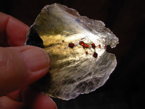 Garnets in Muscovite