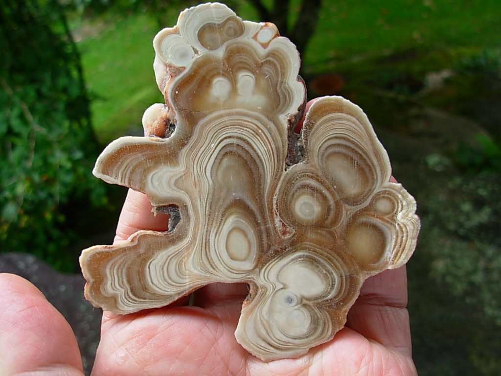 Item# SPE06030008 9 Inch Stalagmite Speleothem from the Ozarks