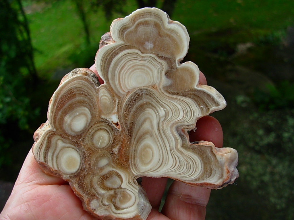 Item# SPE06030008 9 Inch Stalagmite Speleothem from the Ozarks