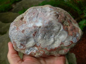 Mushroom Jasper Rough from Arizona