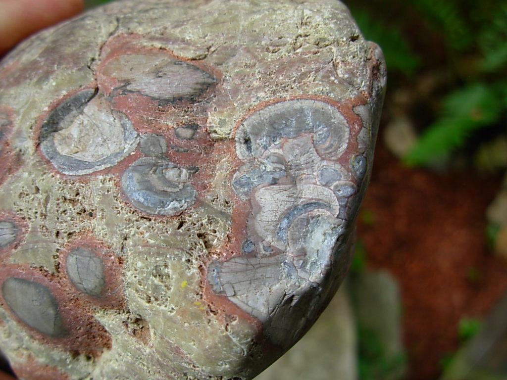 Mushroom Jasper Rough from Arizona