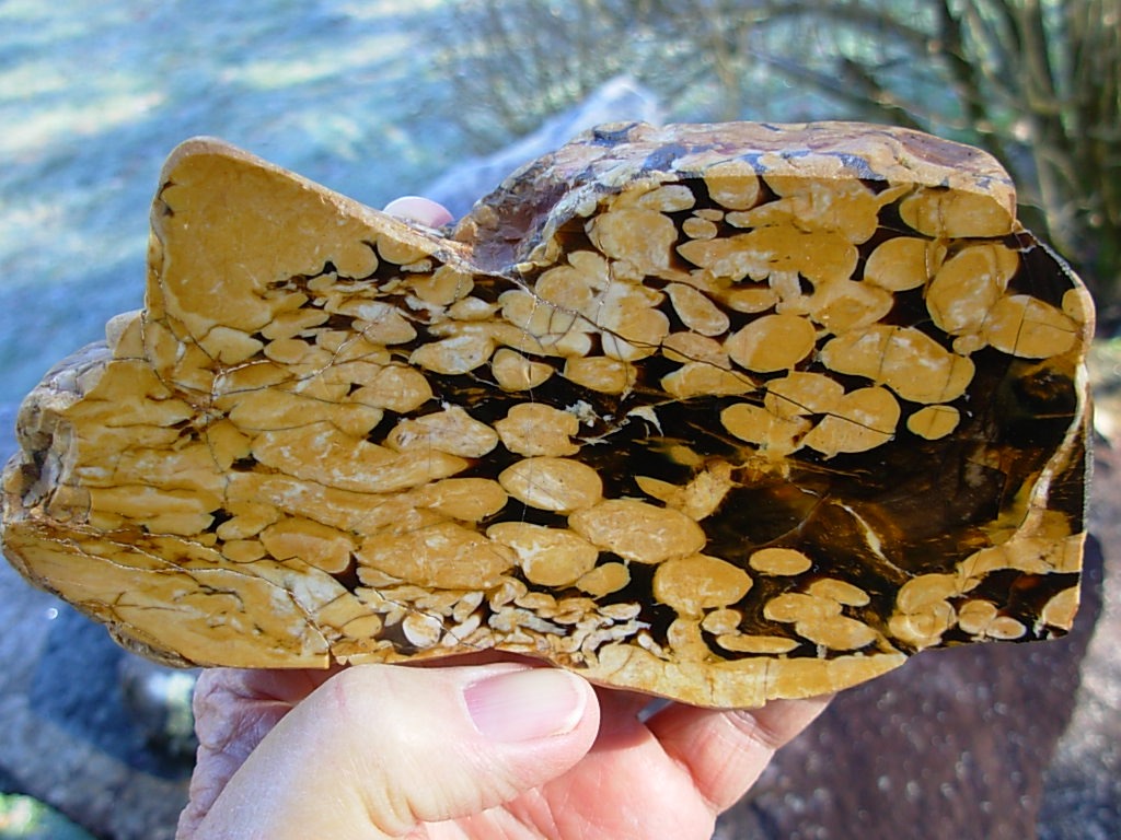 1.23 lb Polished Face Thick Peanut Wood DisplaySlab