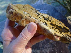 1.23 lb Polished Face Thick Peanut Wood DisplaySlab