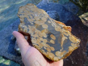 1.23 lb Polished Face Thick Peanut Wood DisplaySlab