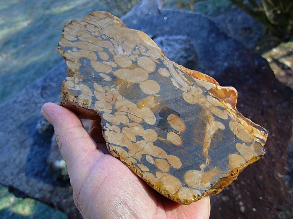 1.23 lb Polished Face Thick Peanut Wood DisplaySlab