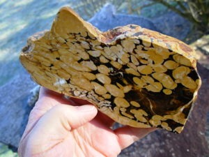 1.23 lb Polished Face Thick Peanut Wood DisplaySlab