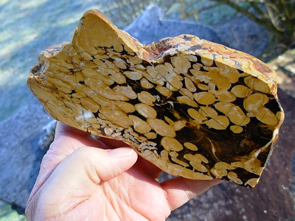 1.23 lb Polished Face Thick Peanut Wood DisplaySlab