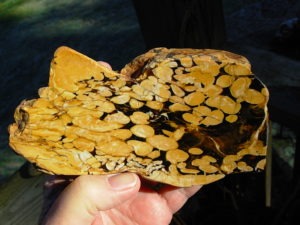 1.23 lb Polished Face Thick Peanut Wood DisplaySlab