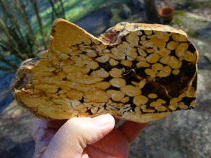 1.23 lb Polished Face Thick Peanut Wood DisplaySlab