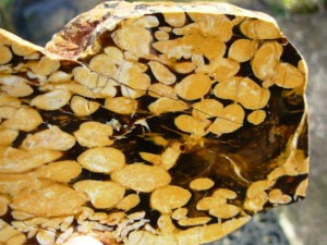 1.23 lb Polished Face Thick Peanut Wood DisplaySlab