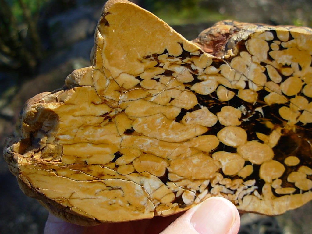 1.23 lb Polished Face Thick Peanut Wood DisplaySlab