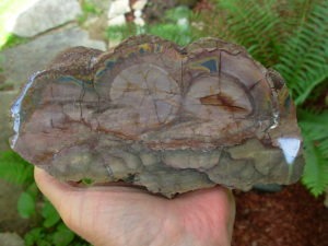 Polished Face Rhyolite from the Pacific NorthWest