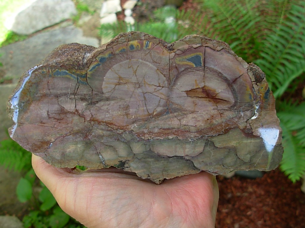 Polished Face Rhyolite from the Pacific NorthWest