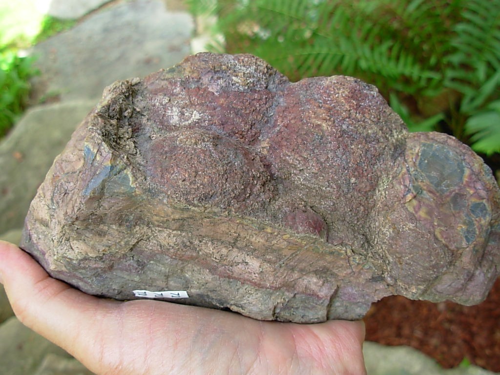 Polished Face Rhyolite from the Pacific NorthWest