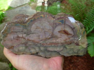 Polished Face Rhyolite from the Pacific NorthWest