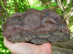 Polished Face Rhyolite from the Pacific NorthWest