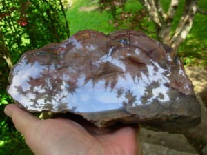 Polished Face Rhyolite from the Pacific NorthWest