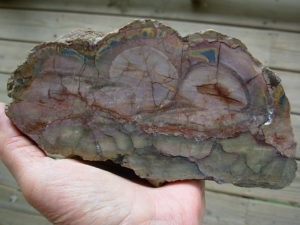 Polished Face Rhyolite from the Pacific NorthWest