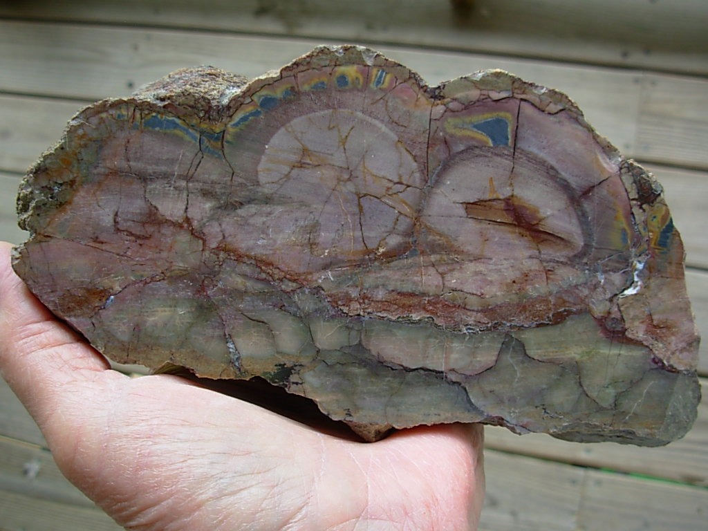 Polished Face Rhyolite from the Pacific NorthWest