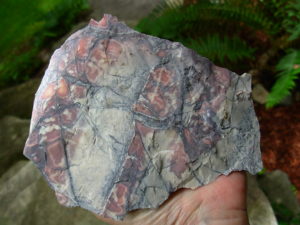 Porcelain Jasper Rough from Mexico