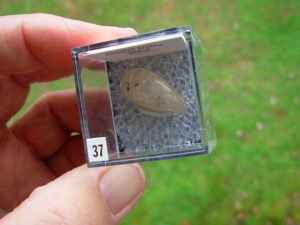 Quartz with Golden Rutile