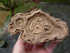 Rare Sahara Desert Concretion