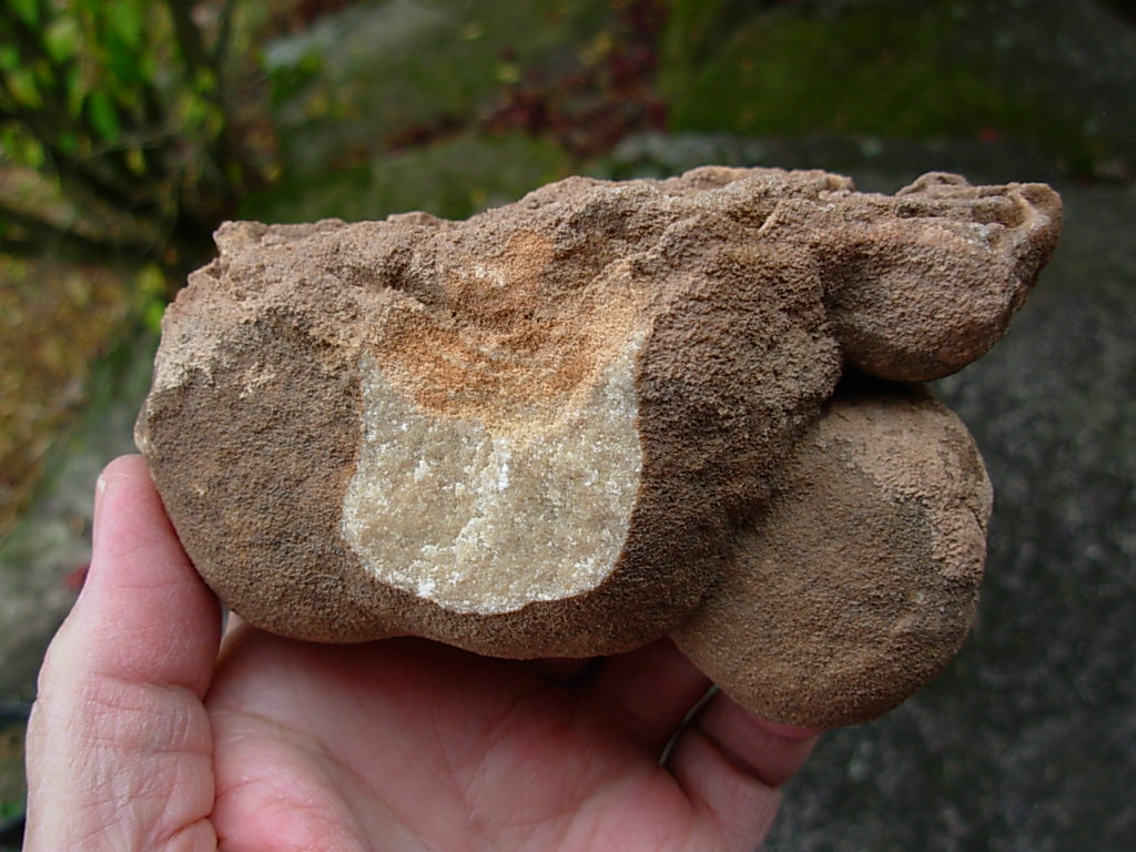 Rare Sahara Desert Concretion