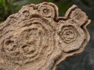 Rare Sahara Desert Concretion