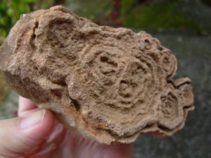 Rare Sahara Desert Concretion