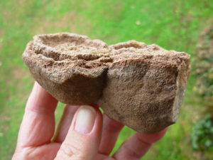 Rare Sahara Desert Twin Concretion