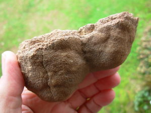 Rare Sahara Desert Twin Concretion