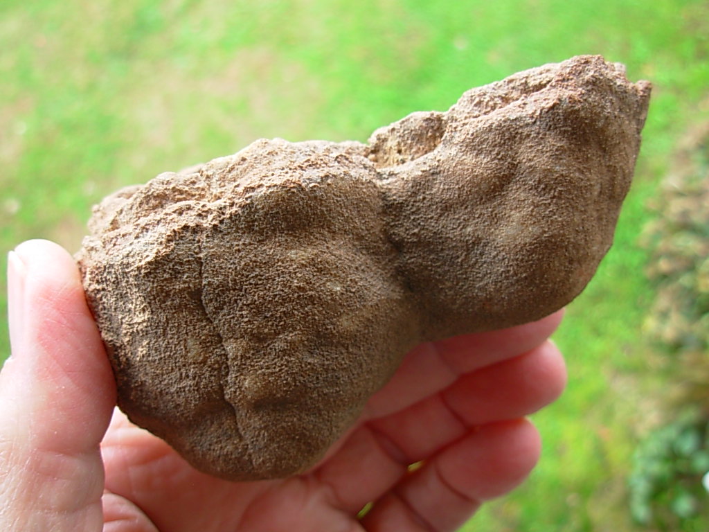 Rare Sahara Desert Twin Concretion