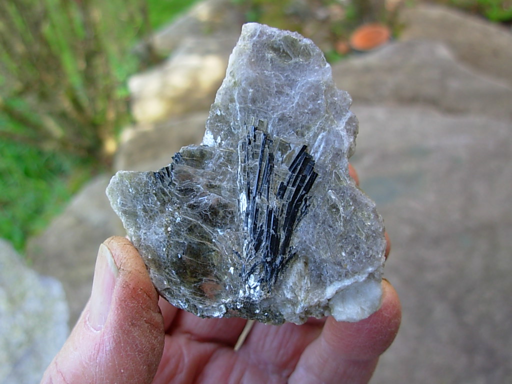 Rare N.C. Classic Tourmaline var. Schorl Crystals on Mica on matrix of Albite with Columbite