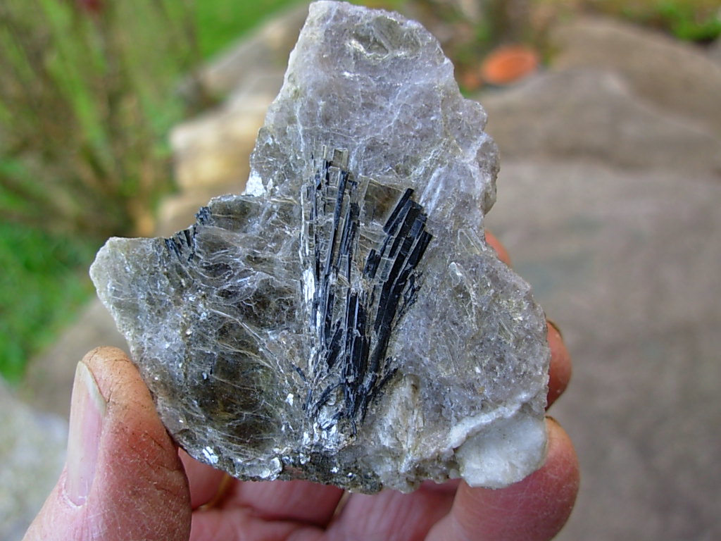 Rare N.C. Classic Tourmaline var. Schorl Crystals on Mica on matrix of Albite with Columbite