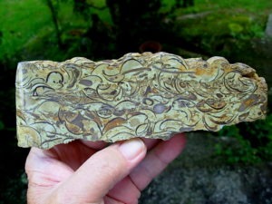 Wisconsin Fossil Rock