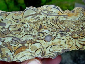 Wisconsin Fossil Rock