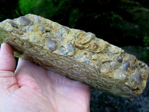 Wisconsin Fossil Rock