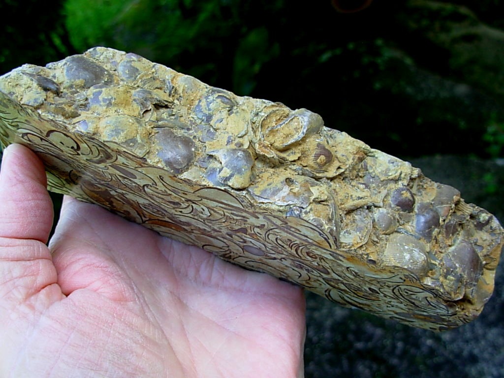 Wisconsin Fossil Rock