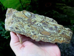 Wisconsin Fossil Rock