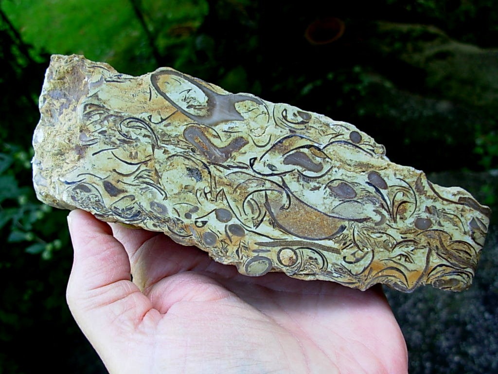 Wisconsin Fossil Rock