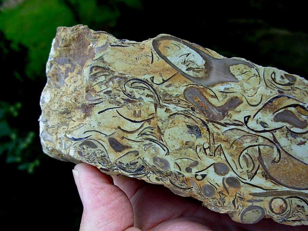 Wisconsin Fossil Rock