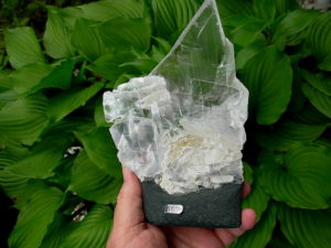 Selenite Chard on Cathedral Base from Brazil