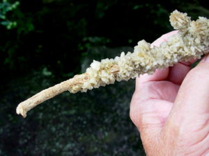 Gypsum