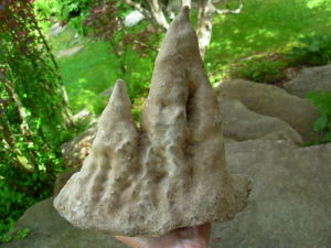 9 Inch Stalagmite Speleothem from the Ozarks