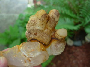 Hand Helectite from Missouri