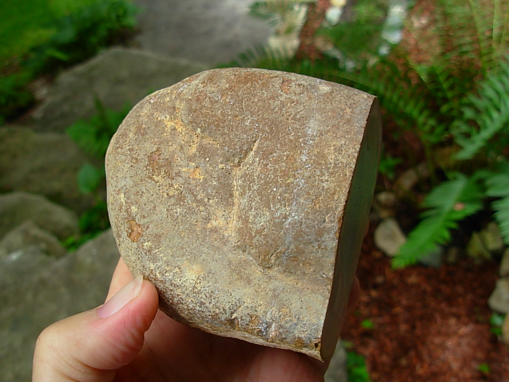 Wild Horse Canyon Jasper Rough from Oregon