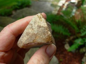 Wild Horse Canyon Jasper Rough from Oregon