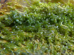 Old Stock Pyromorphite from the Wheatley Mine