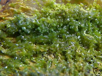 Old Stock Pyromorphite from the Wheatley Mine