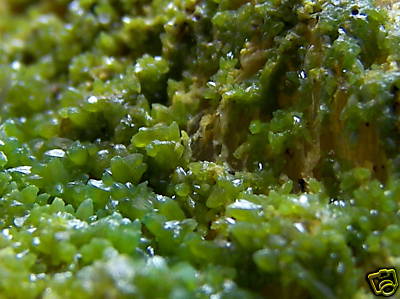 Old Stock Pyromorphite from the Wheatley Mine